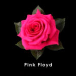 Red-Pink-Floyd