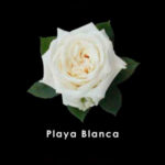 White-Playa-Blanca