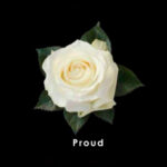 White-Proud