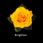 Yellow-Brighton