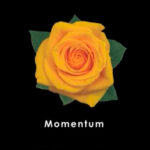 Yellow-Momentum